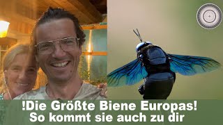 GRÖßTE Biene Europas in unserem NATURGarten Schwarzblaue Holzbiene Gartenrundgang Cosis Dekotipp [upl. by Helena205]