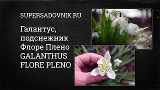 Галантус подснежник Флоре Плено  GALANTHUS FLORE PLENO [upl. by Teleya943]