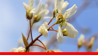 9 Recommended Species Of Serviceberry Trees And Shrubs 🛋️ [upl. by Valley]