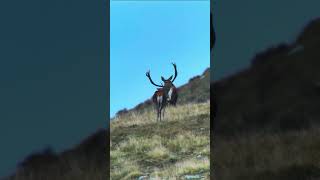 Cervo maschio del parco nazionale dello Stelvio [upl. by Aernda]