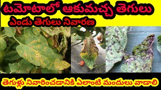 టమోటోలో ఆకుమచ్చ తెగులు ఎండు తెగులు నివారణ Tomato disease prevention Tips farming agriculture [upl. by Arrac]