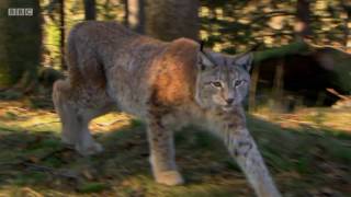 Rewilding the UK with Lynx [upl. by Allenrad]