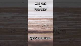 Wolf Pack vs Polar Bear  Epic Confrontation animals polarbear wolves battle [upl. by Niaz]