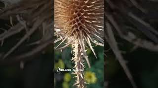 Funny dipsacus sativus or fullers teasel shorts herbarium [upl. by Acirtap]