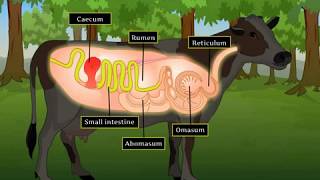 Digestion in Grass Eating Animals  Macmillan Education India [upl. by Wylen]