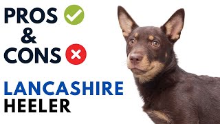 Lancashire Heeler Pros and Cons  Lancashire Heeler Dog Advantages and Disadvantages [upl. by Garvy693]