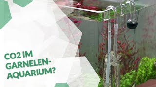 CO2 Zugabe im Garnelen Aquarium – geht das 🦐🌿💧 [upl. by Teresita]