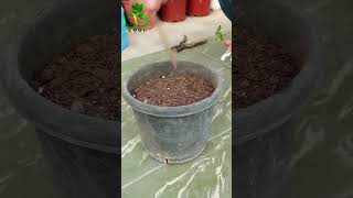 زراعة شجرة الآس من العُقل Growing Myrtle from Cuttings [upl. by Ellak]