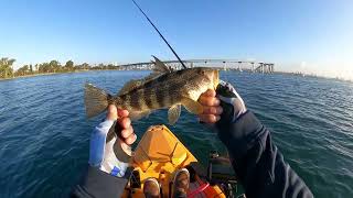 San Diego Bay Kayak Fishing [upl. by Aisa480]