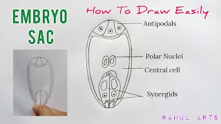 How to Draw Embryo Sac  Well Labelled Diagram of Embryo Sac  Class 12  Embryo Sac Figure [upl. by Lithea]