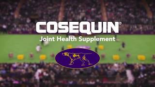 Joint Health for All Dogs  COSEQUIN® Joint Health Supplements [upl. by Ettennad]