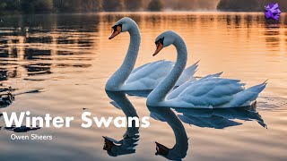 Winter Swans  Owen Sheers [upl. by Betti150]