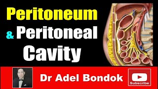 Peritoneum Peritoneal Cavity Lesser Sac Greater Sac and Peritoneal Recesses Dr Adel Bondok [upl. by Edana]