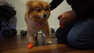 How to put Pawz rubber boots on dogs [upl. by Benjy]