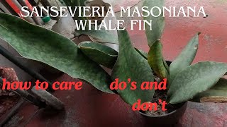 SANSEVIERIA MASONIANA WHALE FIN passion at60 [upl. by Nasah]