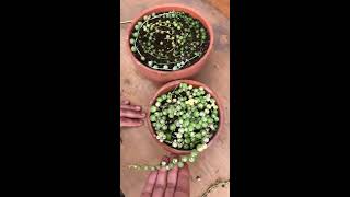 How to Propagate Senecio Rowleyanus quotString of Pearlsquot [upl. by Engedus]