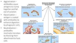 Dr Parkers Microbiology Chapter 17  adaptive immunity [upl. by Surat]