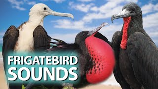 5 Frigatebird species and their sounds  Frigatebirds of the family Fregatidae [upl. by Durrett]