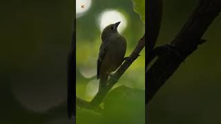 Palm tanager bird sound [upl. by Brody317]