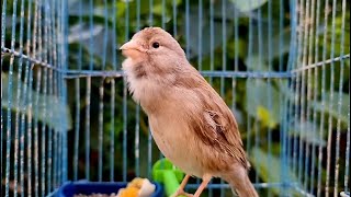 Canary Singing Song Training Canaries Birds Live [upl. by Sivraj]