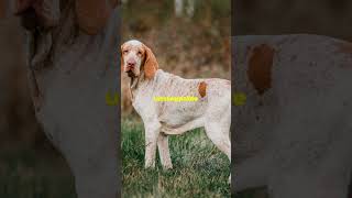 Discovering the Majestic Bracco Italiano Italys Noble Hunting Dog dogloverpets dogs [upl. by Enneiluj176]