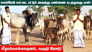 Kankrej Cow Farm in Tamilnadu  காங்ரேஜ் மாட்டை மட்டும் வைத்து பண்ணை நடத்துவது ஏன் Moravasal [upl. by Elletnuahs731]