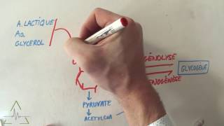 Le métabolisme glucidique en 530 [upl. by Alper2]