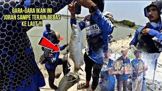 IKAN BARRAMUNDI PENGHUNI PANTAI REMBAT  MABAR ABIMAYU [upl. by Nitnert164]