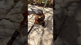 falcon falconry bird animals youtube shorts iran 🇮🇷👑 [upl. by Liuqa]