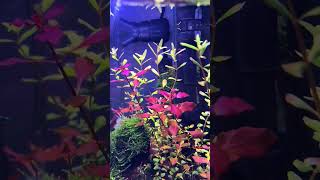 Aquarium plant growth in weeks [upl. by Anerok]