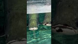 Giant Arapaima Fish Feeding [upl. by Euqinoj]