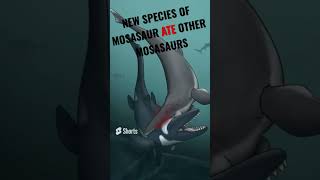 Last of the Great Sea Monsters Hainosaurus boubker New Species of Mosasaur [upl. by Yirinec]