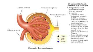 Glomerubular filtrate rate pressures that affect GFR and net filtration pressure [upl. by Barraza965]