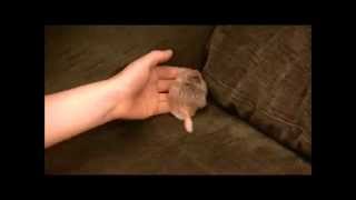 George the foster Duprasi fattailed gerbil exotic rodent pet [upl. by Woolson]