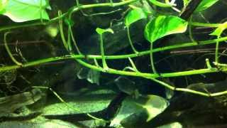 Brackish fish tank with silver moony archerfish and spotted scat fish at the childrens aquarium [upl. by Ilyak]