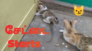 லியோவும் கோபியும் நல்லா விளையாடுறாங்க cat cuteanimals kitten cutecat catlover cats pet cute [upl. by Atinas]