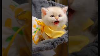 Mio Mao la la la la la 🐈 cat kittypets cuteanimal catlover viralshort shortvideo trending [upl. by Bunow]