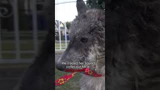 This rescued dog will break your heart and then will give you HOPE Full video wwwHopeForPawsorg [upl. by Shurwood]