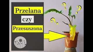 Jak rozpoznać czy roślina jest PRZELANA czy PRZESUSZONA [upl. by Adnolehs]