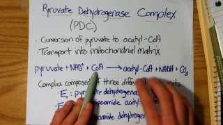 Conversion of Pyruvate into AcetylCoA PDC [upl. by Demott]