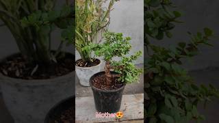 Jade Plant or Crassula Ovata SultanSingho6j shorts youtubeshorts viralvideo trending jade [upl. by Cathryn]