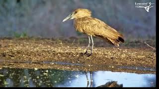 Ever Wondered Which Bird Was The Early Bird Its The Hamerkop [upl. by Eahsat304]