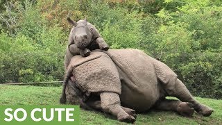 Energetic baby rhino begs mom to play with him [upl. by Myo]