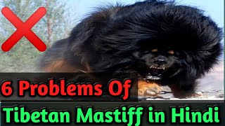 6 Problems Of Tibetan Mastiff in Hindi  Dogs Biography [upl. by Nylanna]