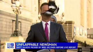 Australian reporter gets attacked by magpie moments before going onair [upl. by Longo]