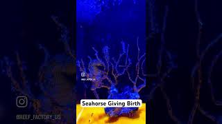 Seahorse Giving Birth [upl. by Neurath]