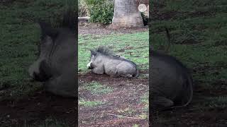 This warthog and meerkat are the real life Timon and Pumbaa Shorts [upl. by Vladamar831]