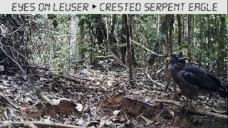 Eyes on Leuser  BPKEL II [upl. by Sirk]