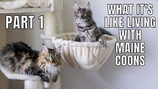 What Its Like Living with Maine Coons Part 1 [upl. by Edrock]