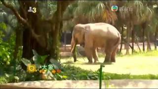 China Panyu Xiangjiang Safari Park 广东香江野生动物园 [upl. by Fisch]